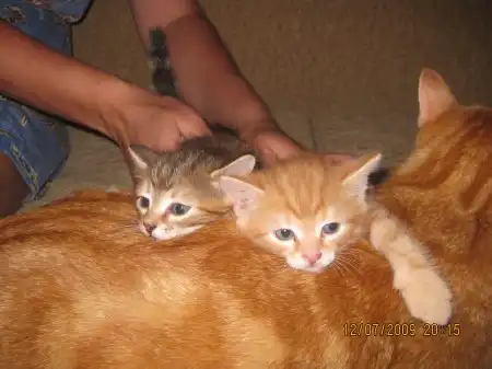 котятки))