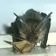 Летучие мыши