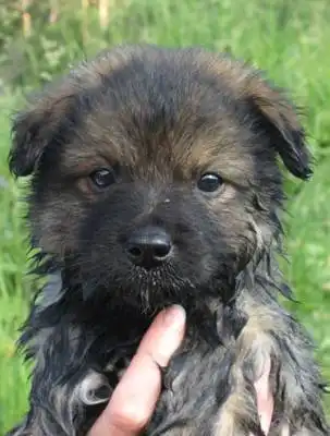 Бамсик Бамсик