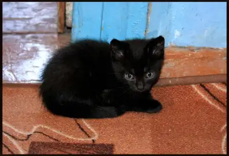 Черненькая котенка ищет дом
