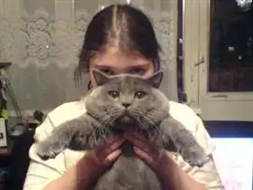 Жирные коты