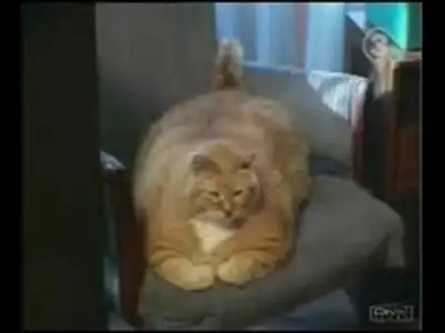 Жирные коты