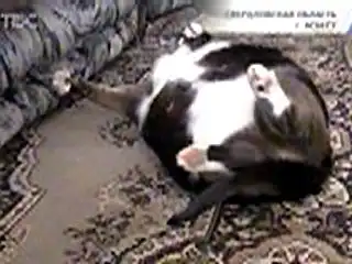 Жирные коты