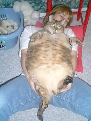 Жирные коты