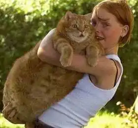 Жирные коты