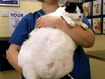 Жирные коты