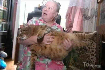 Жирные коты