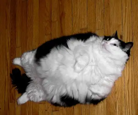 Жирные коты