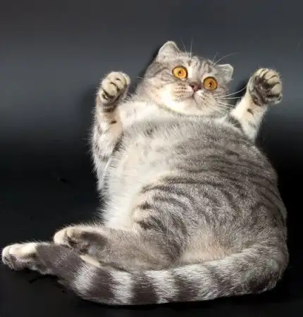 Жирные коты