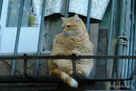 Жирные коты