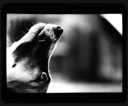 Giacomo Brunelli [фотография]