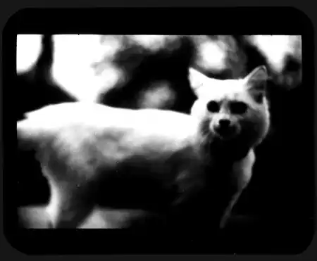 Giacomo Brunelli [фотография]