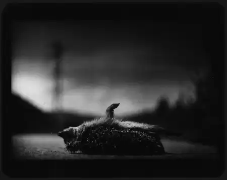 Giacomo Brunelli [фотография]