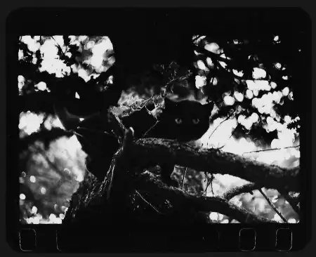 Giacomo Brunelli [фотография]
