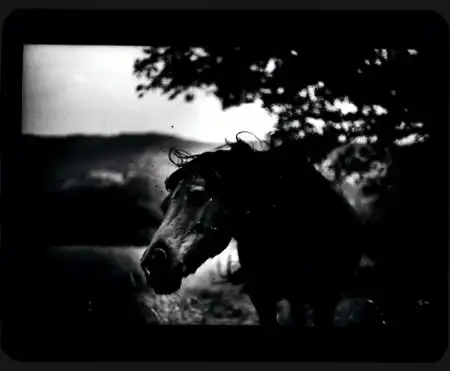 Giacomo Brunelli [фотография]