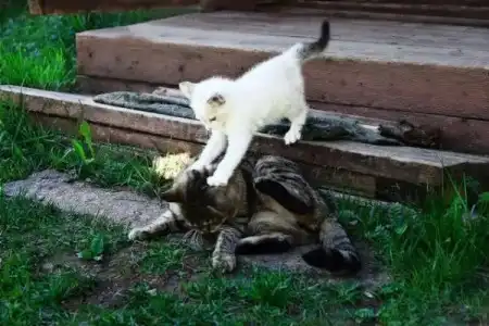 Смешные животные