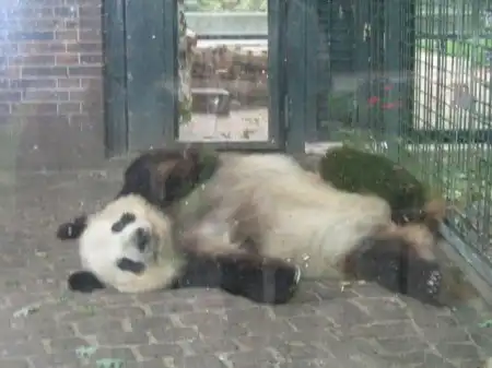 панда. тварь. сцуко ленивое