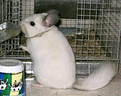Шиншилла