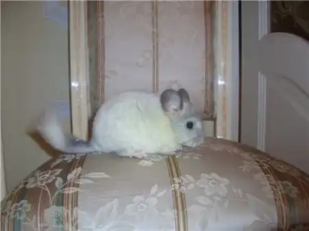 Шиншилла