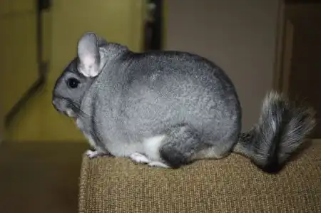 Шиншилла