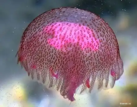 Мир медуз