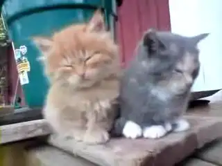 Котятки, щенятки Котятки, щенятки