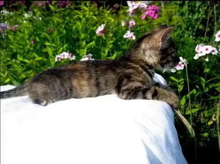 Котенок Магия - невероятно волшебное счастье!