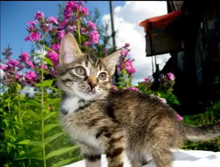 Котенок Магия - невероятно волшебное счастье!