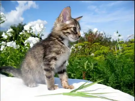 Котенок Магия - невероятно волшебное счастье!