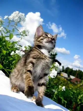 Котенок Магия - невероятно волшебное счастье!