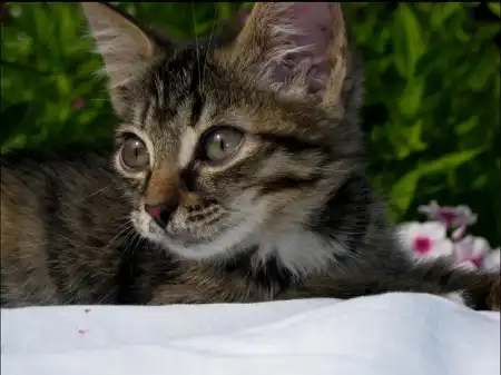 Котенок Магия - невероятно волшебное счастье!