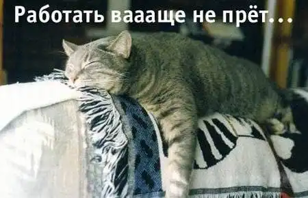 Прикольные кошки Прикольные кошки