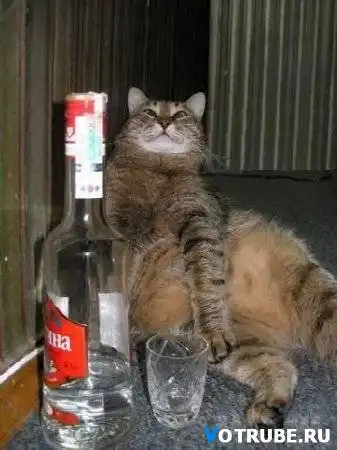 Прикольные кошки Прикольные кошки