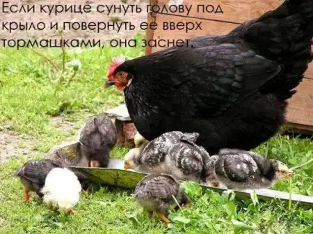 Прикольные факты в картинках