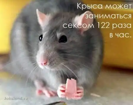 Прикольные факты в картинках