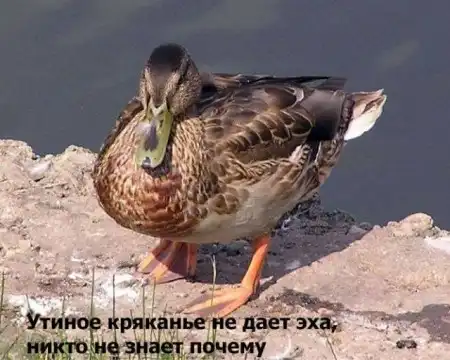 Прикольные факты в картинках