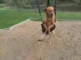 Пес на качелях