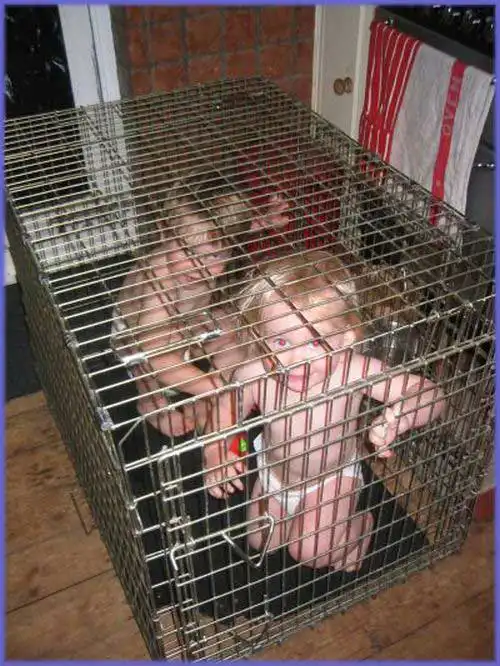 Дети в клетках.