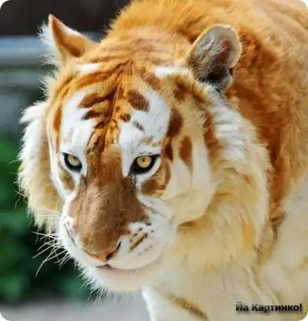 Необычный тигр. Золотистый!