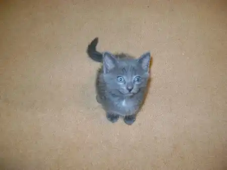 Котята серый и кремовый (девочки)