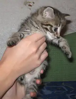 Срочно отдадим котенка (г. Северск)