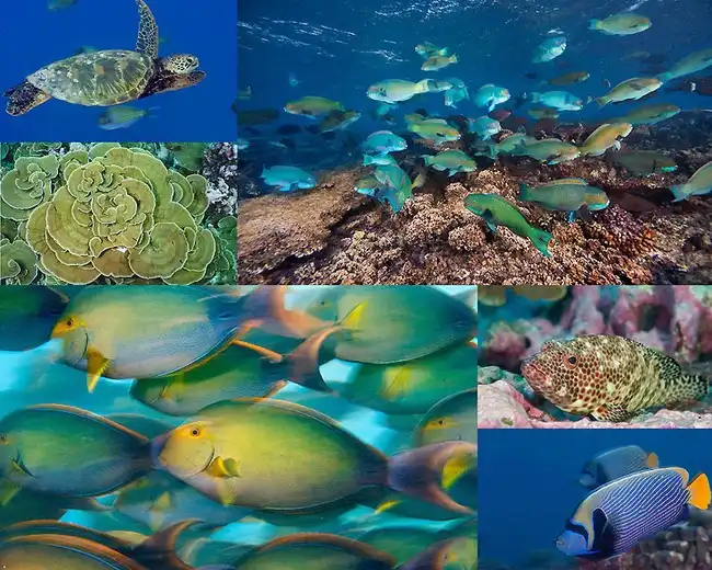 Рифы архипелага Феникс