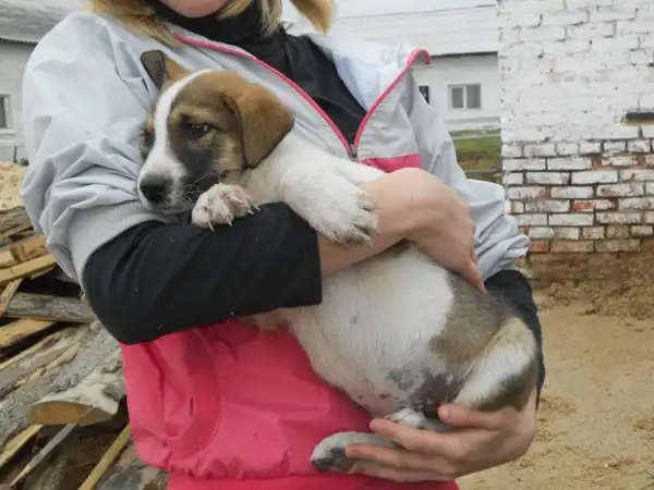 Щен. 2 мес Щен. 2 мес