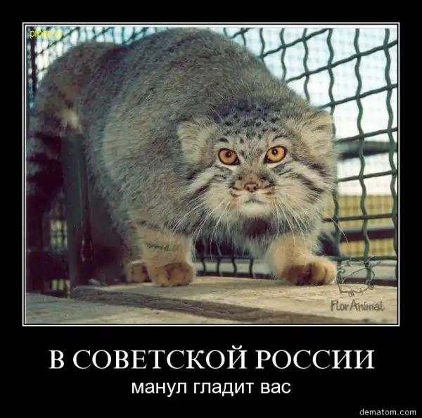 Совсем другие демотиваторы "18+"