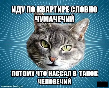 Мем: Типичный Кот