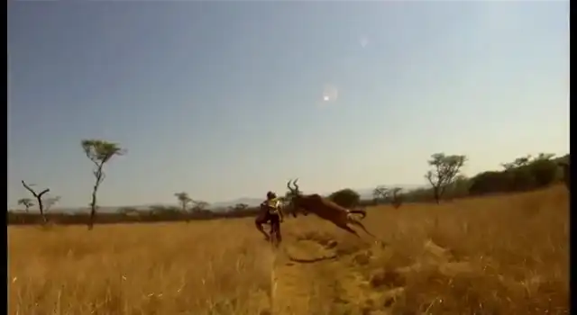 Атака антилопы на велосипедиста