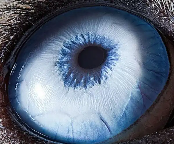Глаза животных (15 фото)