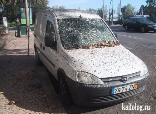 Птички и авто... Птички и авто...