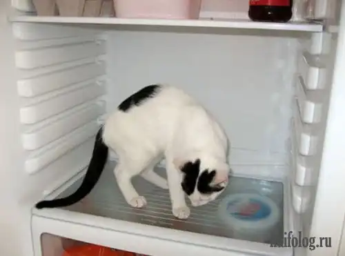 Такой разный холодильник