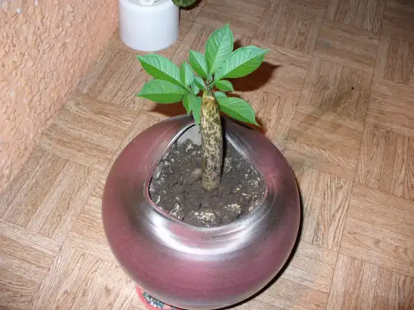 Аморфофаллюс в условиях Сибири